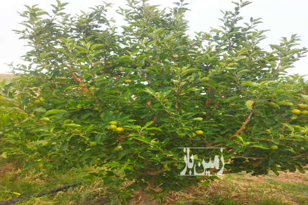 ۳ هکتار باغ کشاورزی روستای شیروان شاهلو مشجر-2