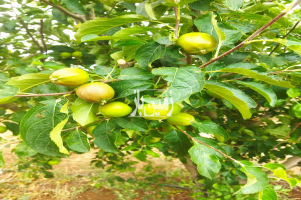 ۳ هکتار باغ کشاورزی روستای شیروان شاهلو مشجر-3