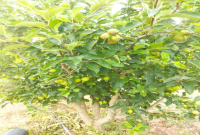 ۳ هکتار باغ کشاورزی روستای شیروان شاهلو مشجر