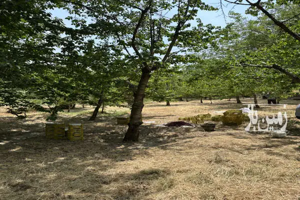 باغ ۲۴۰۰ متر واقع در لواسان سینک دیوار کشی شده - تصویر 3