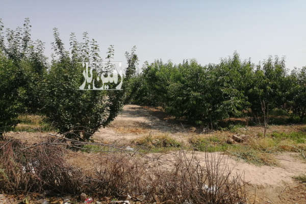 زمین باغی سر بر کوچه باغ برق سر زمین فردوسیه ۷۵۰ متر-3