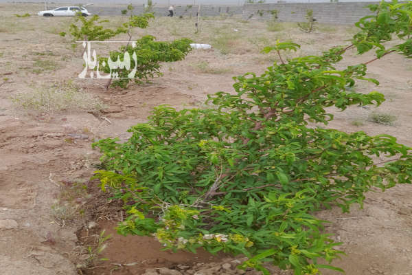 زمین باغ روستای کهوییه دوکیلومتر بعداز کران ۶۷۵ متر-1