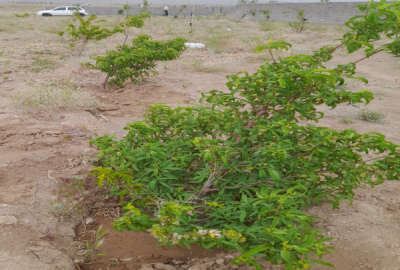 زمین باغ روستای کهوییه دوکیلومتر بعداز کران ۶۷۵ متر