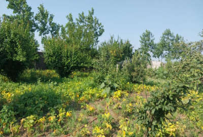 ملک روستای امیرآباد شهرستان لاهیجان کنار ساحل ۲۳۵۰ متر