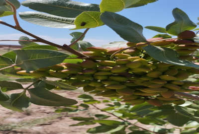 باغ پسته ۱۳ساله با آب خوب ۱۵کیلومتری اشتهارد ۴۰۰۰ متر