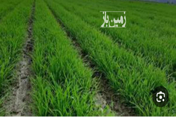 زمین کشاورزی ( سند دار) ماهیدشت تک برگ ۱۲۰۰۰ متر-1
