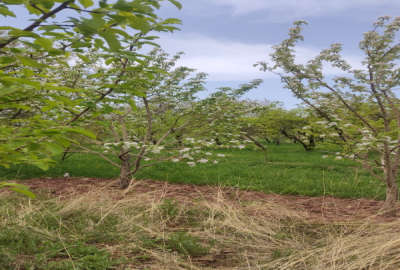 باغ با یک ساعت آب چاه عمیق با انواع درختان آلبالو گیلاس ۱۵۰۰ متر