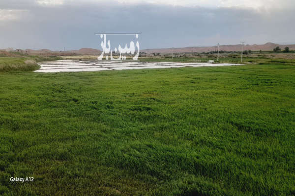 سه هکتار زمین واقع در روستای سلطان آباد(قولی قصه)-1