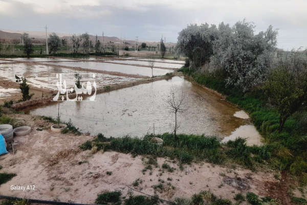 سه هکتار زمین واقع در روستای سلطان آباد(قولی قصه)-4
