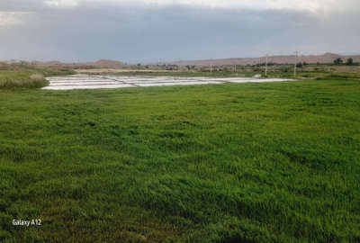 سه هکتار زمین واقع در روستای سلطان آباد(قولی قصه)