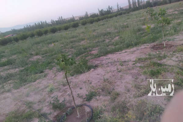 زمین کشاورزی با نهالهای اصلاح شده دوساله روستای ماهی آباد ۲۰۰۰ متر-1