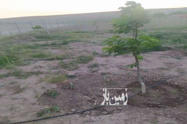 زمین کشاورزی با نهالهای اصلاح شده دوساله روستای ماهی آباد ۲۰۰۰ متر-2