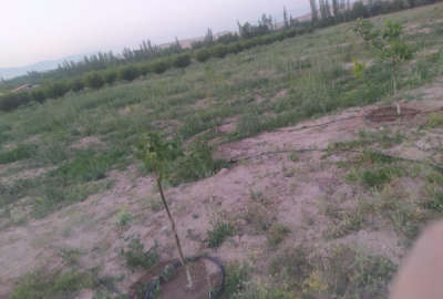 زمین کشاورزی با نهالهای اصلاح شده دوساله روستای ماهی آباد ۲۰۰۰ متر