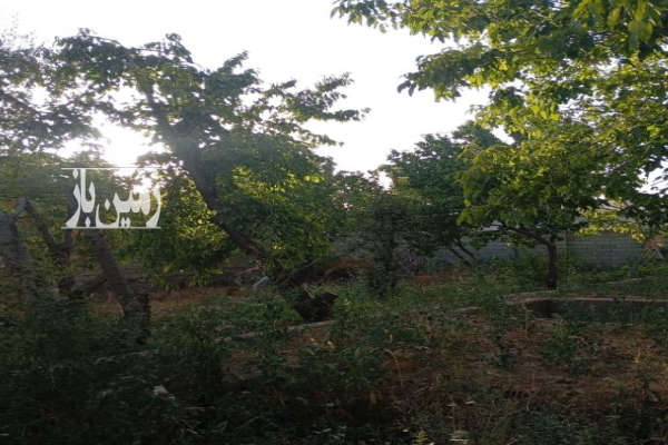 باغچه چهاردیواری از باغات قلوس ۷۰۰ متر-1