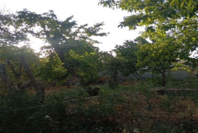 باغچه چهاردیواری از باغات قلوس ۷۰۰ متر