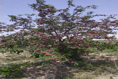 باغ پسته دشتابی شرقی روستای شنبرک ۲۰۰۰ متر