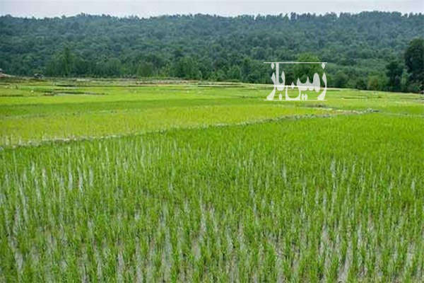زمین کشاورزی شالیزار شهرستان لنگرود روستای سلطان مرادی ۱۵۳۰ متر-1