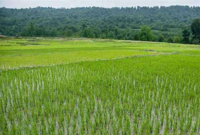 زمین کشاورزی شالیزار شهرستان لنگرود روستای سلطان مرادی ۱۵۳۰ متر