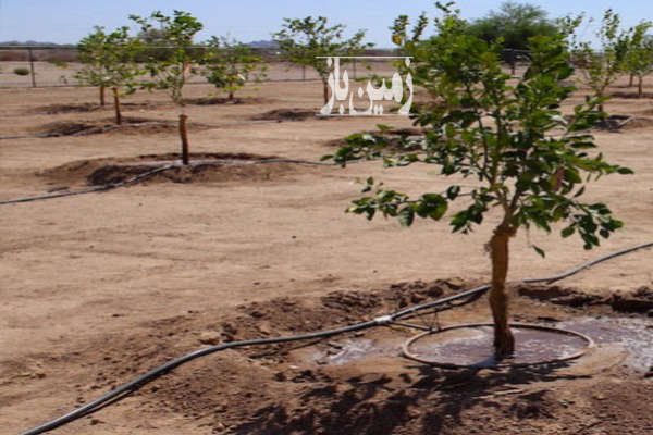 باغ دارای استخر بزرگ سیستم آبیاری قطره ای ۳۳۵۰ متر-1