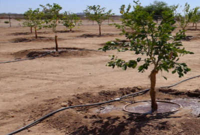 باغ دارای استخر بزرگ سیستم آبیاری قطره ای ۳۳۵۰ متر