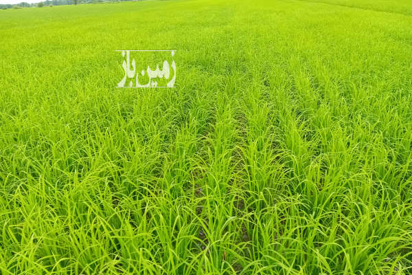 زمین کشاورزی به متراژ ۱۸۰۷ واقع در جاده ماسوله روستای باغبانان-2