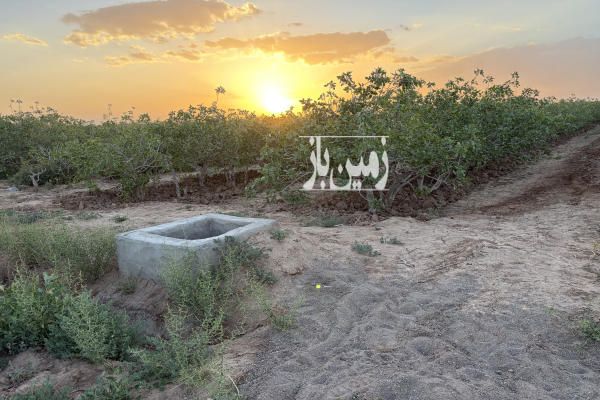باغ پسته ۱۰۰ قصبی ۶ ساعت آب ۴۸ روز-1