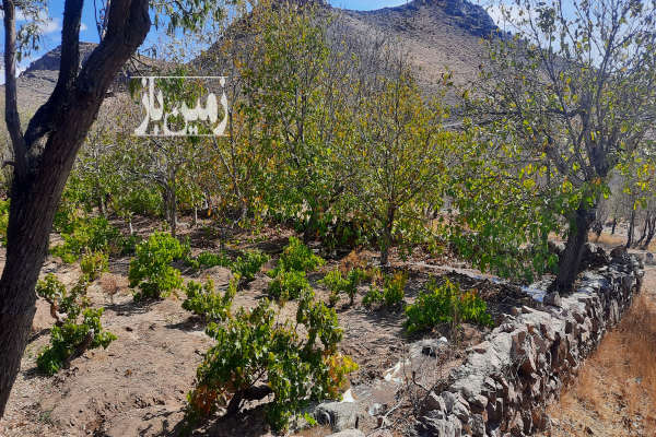 باغ دارای درختان انگور بادام گردواستخر ۴۴ متر بنای قدیمی-2