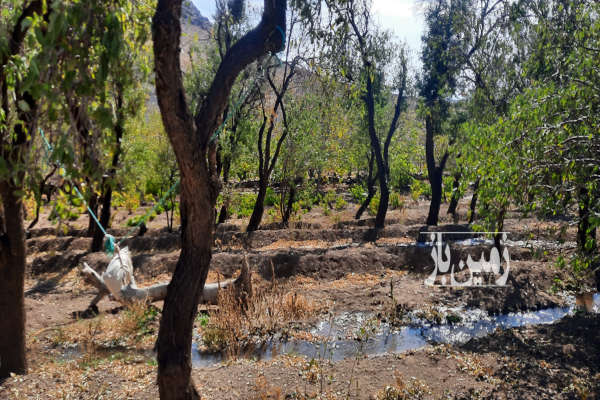 باغ دارای درختان انگور بادام گردواستخر ۴۴ متر بنای قدیمی-3
