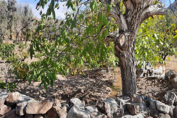 باغ دارای درختان انگور بادام گردواستخر ۴۴ متر بنای قدیمی-4
