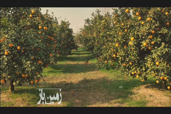 زمین قابل ساخت ساز کیاکلا جاده کیاکلا ب جویبار ۲۰۰۰ متر-2