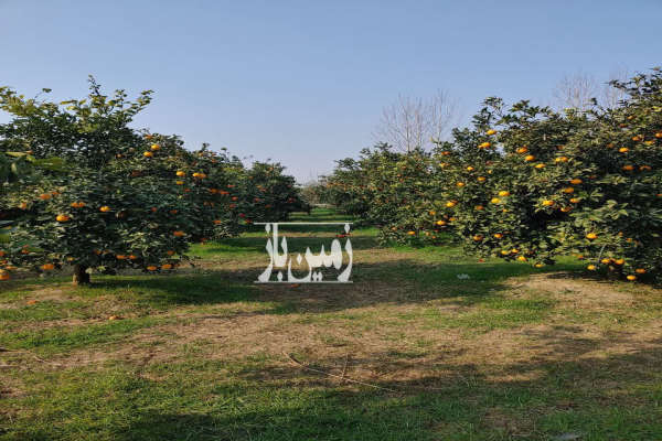 زمین قابل ساخت ساز کیاکلا جاده کیاکلا ب جویبار ۲۰۰۰ متر-3