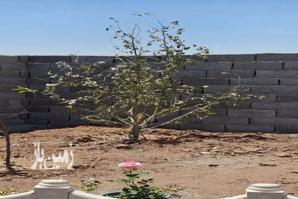 باغچه با ۲۰۰ متر زمین سند دار قابل تهاتر - تصویر 4
