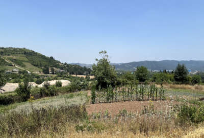زمین پهنه کلای جنوبی ۳۳۰ متر باغ