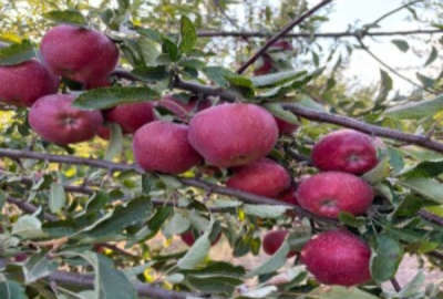 متراژ زمین ۴۵۰۰۰ متر می باشد به صورت قطعه بندی