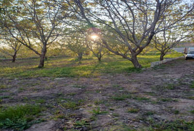 باغ ۵۰۰ متر روستای خوزنان بر خیابان اصلی