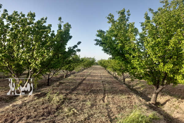 زمین و باغ سه هکتار درشهر سگز اباد جنب آثار باستانی قره-3