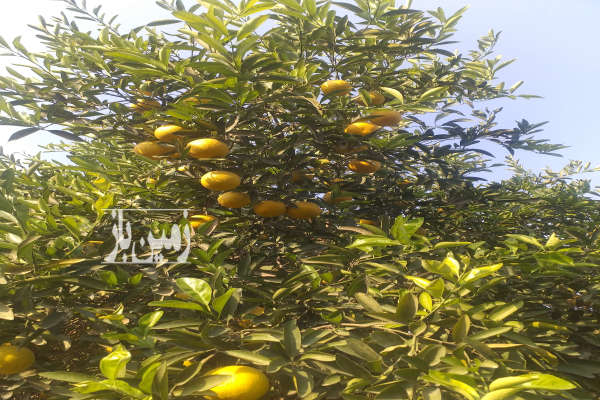 ۷ هکتار باغ مرکبات و زمین کشاورزی آبی-1