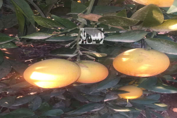 ۷ هکتار باغ مرکبات و زمین کشاورزی آبی-2