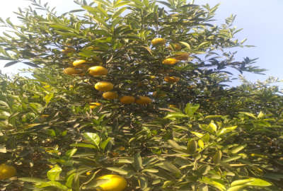 ۷ هکتار باغ مرکبات و زمین کشاورزی آبی
