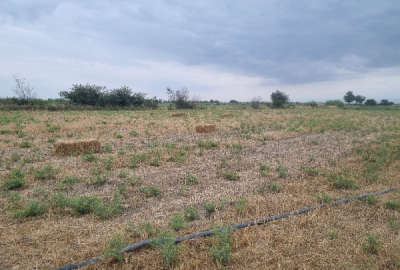 زمین کشاورزی دوتیکه برجاده کمربندی گنبد به گرگان باغلی