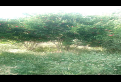 زمین زراعی (باغچه فنس کشی شده ) امین آباد