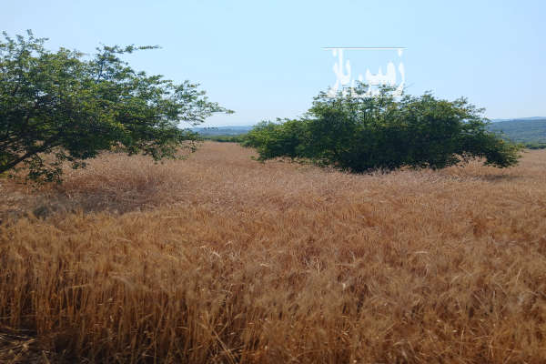 زمین کشاورزی به متراژ ۲۰۰۰ نرسیده به روستای لمراسک-1