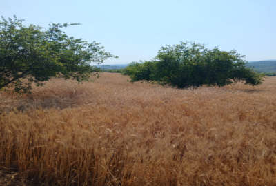 زمین کشاورزی به متراژ ۲۰۰۰ نرسیده به روستای لمراسک