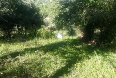 زمین مسکونی ویوو عالی ۳۰۰ متر دریه روستایی