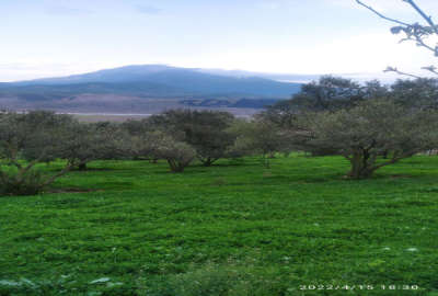 زمین مسکونی قطعه بندی شده رستم آباد شمام گرگ تاج