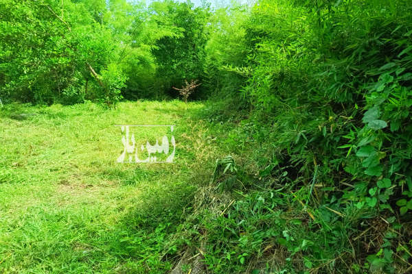 زمین مسکونی ۱۶۰۰ متری با خانه روستای نشرودکل-4