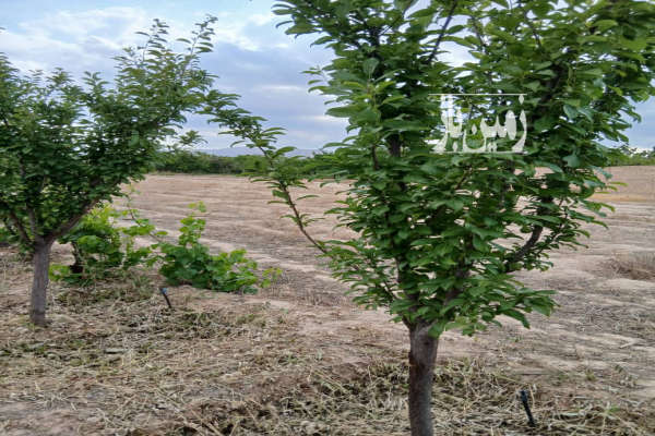 ۳ جریب باغ و زمین بسطام خیابان آموزش و پرورش-1