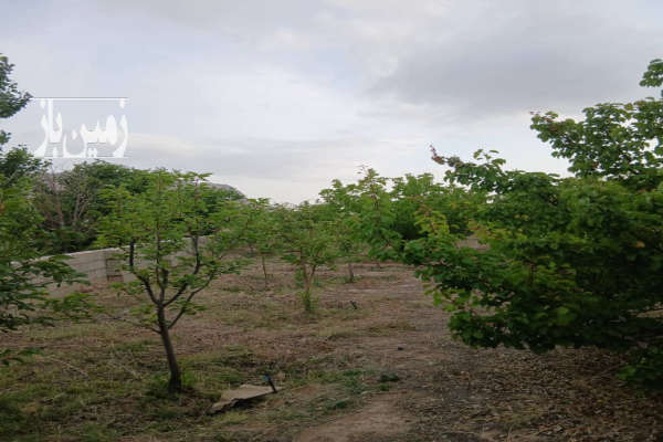 ۳ جریب باغ و زمین بسطام خیابان آموزش و پرورش-3