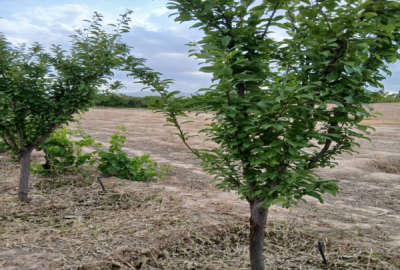 ۳ جریب باغ و زمین بسطام خیابان آموزش و پرورش