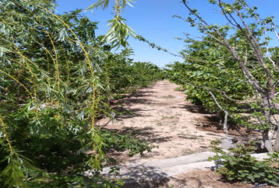 باغ دور دیوار با ۸۰ درخت میوه شاهنامه گوارشک روستای گجوان